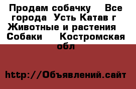 Продам собачку  - Все города, Усть-Катав г. Животные и растения » Собаки   . Костромская обл.